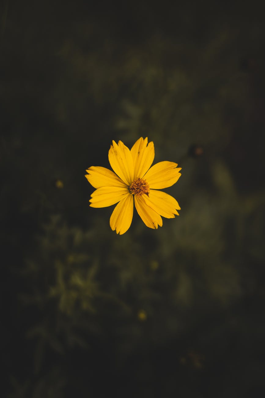 yellow cosmos flower close up photography